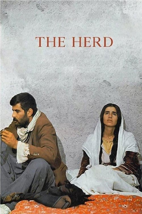 Sürü – Die Herde