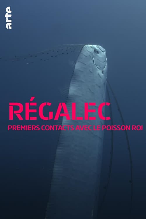 Riemenfische - Riesen der Meere