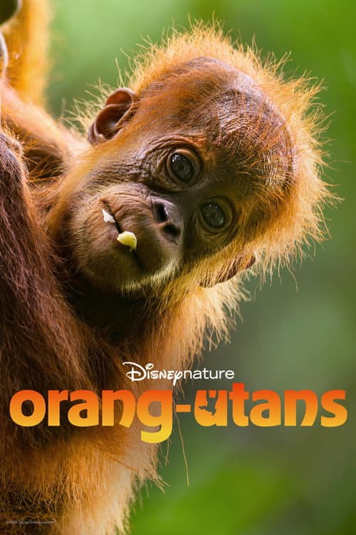 Orang-Utans