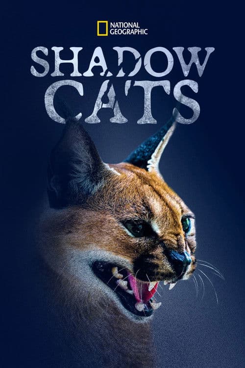 Im Schatten der Großkatzen