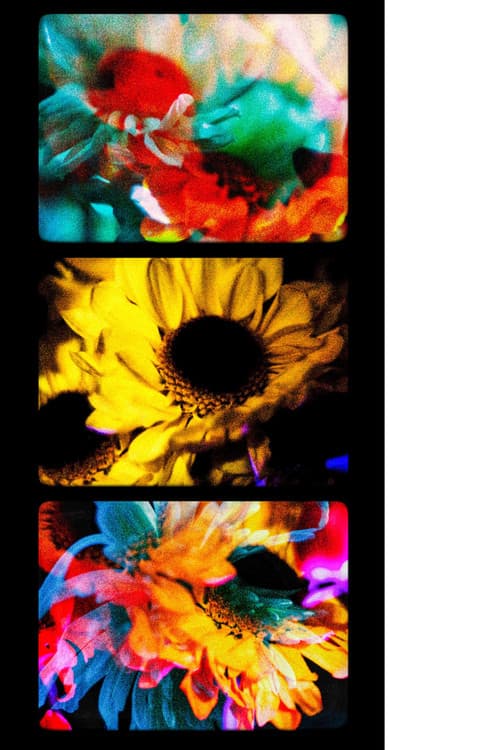 Flores (II)