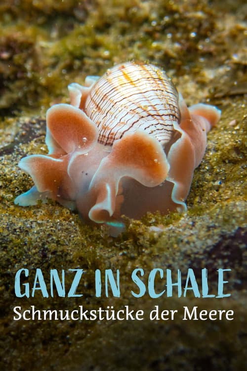 Ganz in Schale – Schmuckstücke der Meere