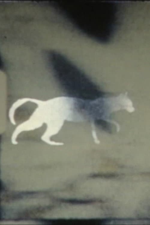 cat-e-gory