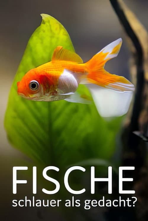 Fische, schlauer als gedacht?