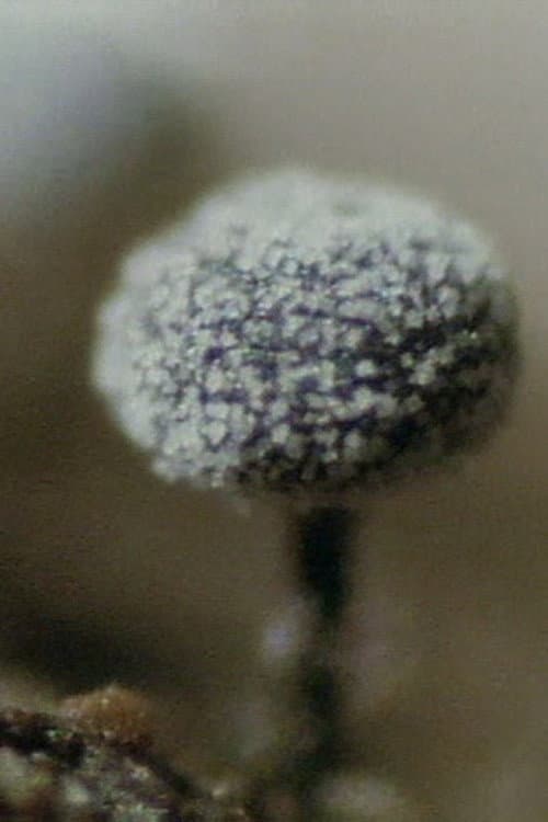 真正粘菌の生活史