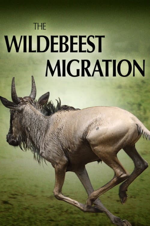 Wunder der Serengeti - Im Reich der Gnus