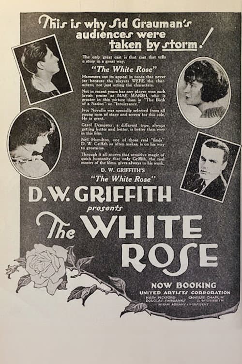 The White Rose