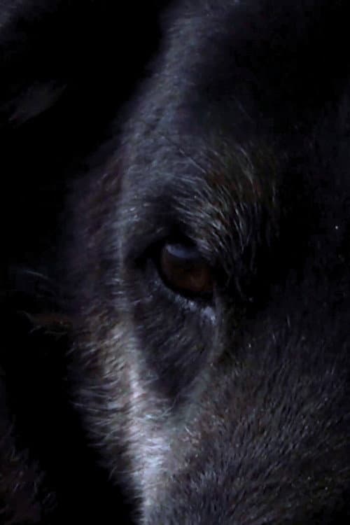 Oso