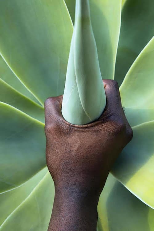 Plant Magic