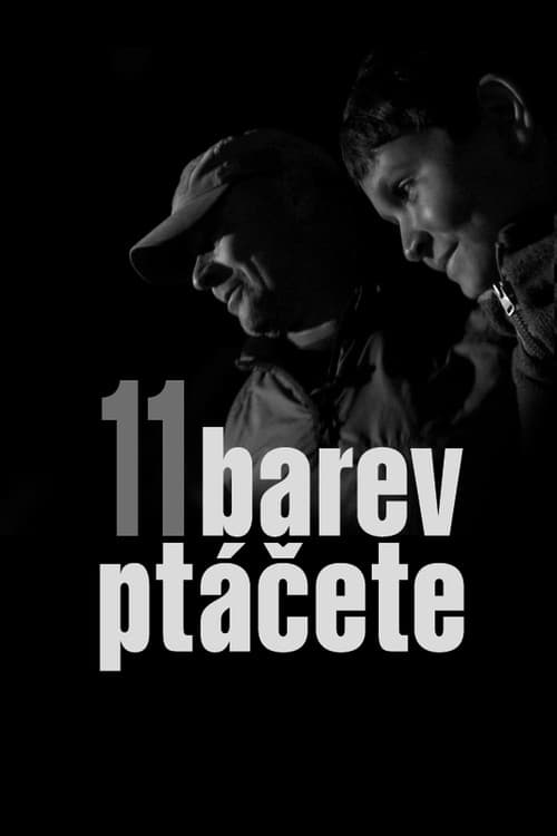 11 barev ptĂĄÄete