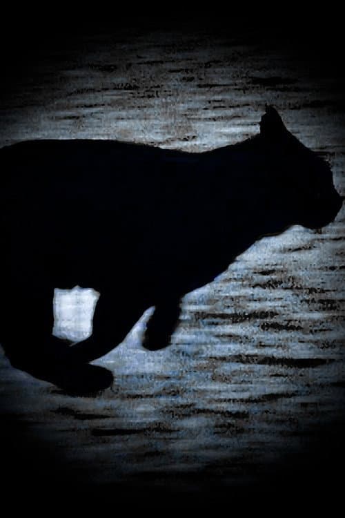 Um Gato Negro Escapa-se
